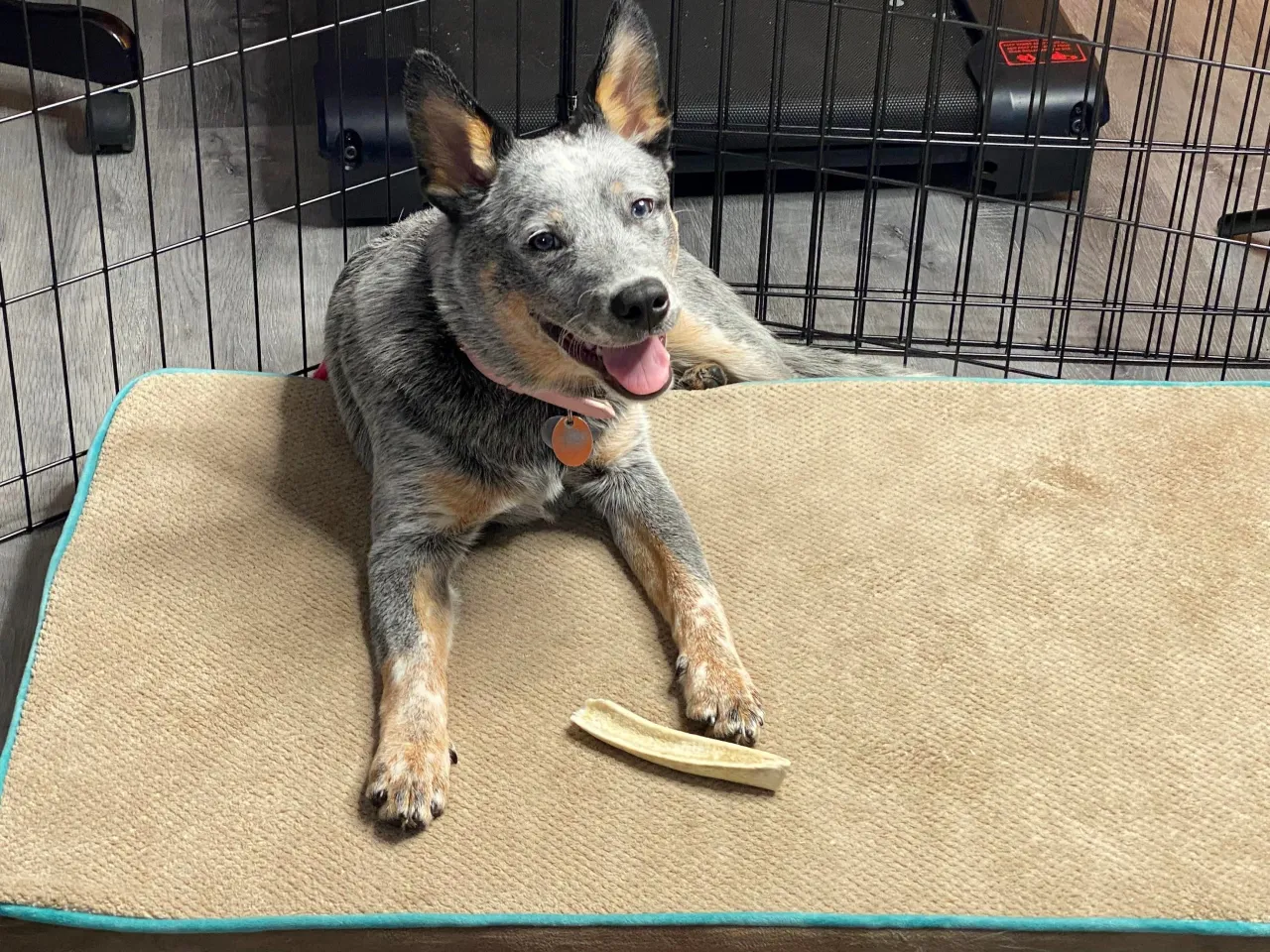 Szczenięta bawiące się w miocie