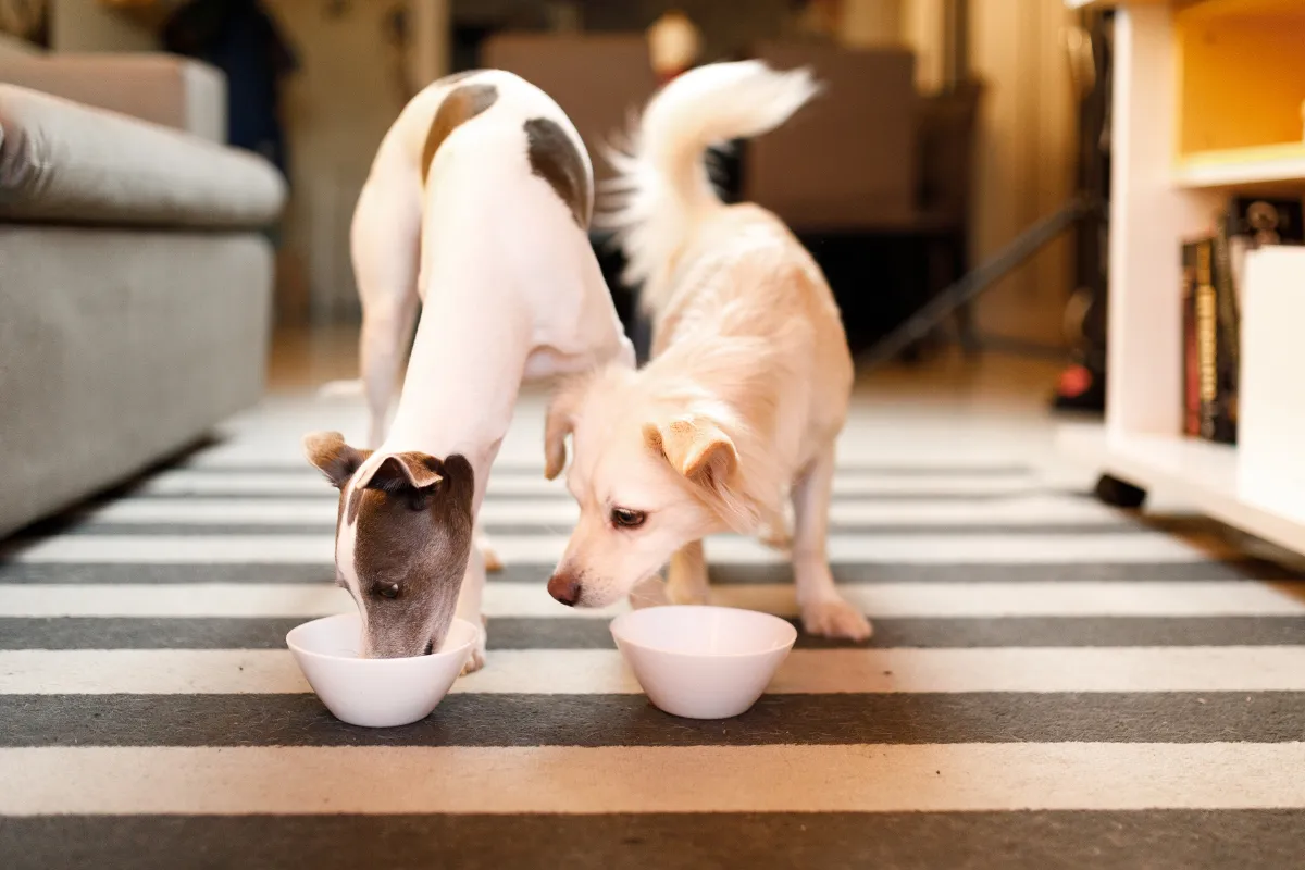 Szczęśliwy pies pełen energii