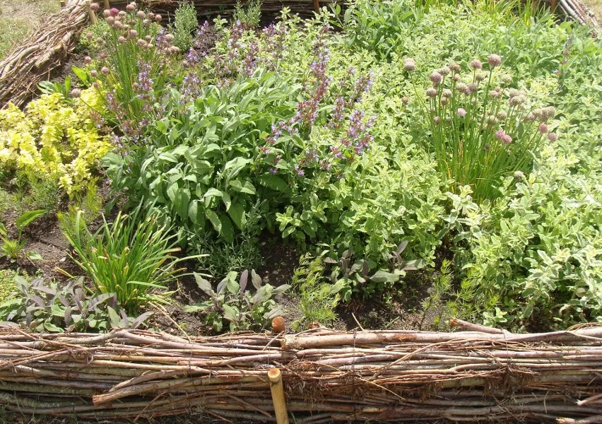 kalendarz siewu lubczyku