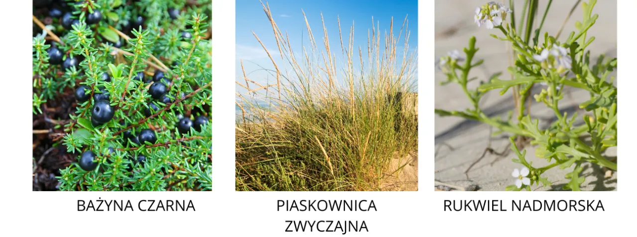 Roślinność wybrzeża morskiego bujna zieleń