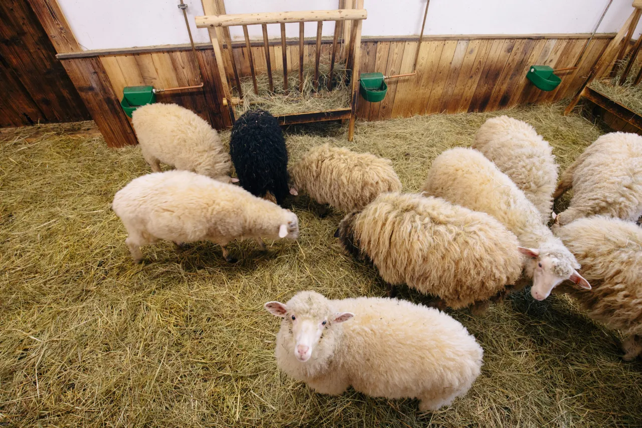 parking Centrum Pasterskie Koniaków