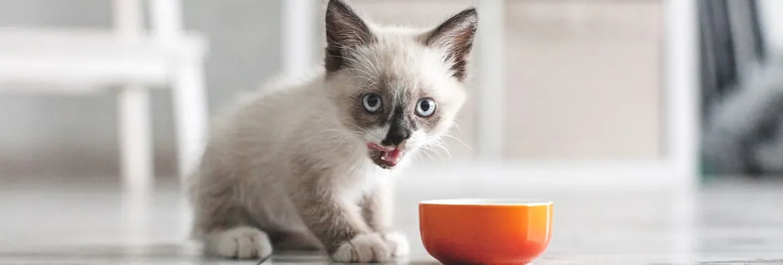 mały kotek jedzący mokrą karmę z miseczki