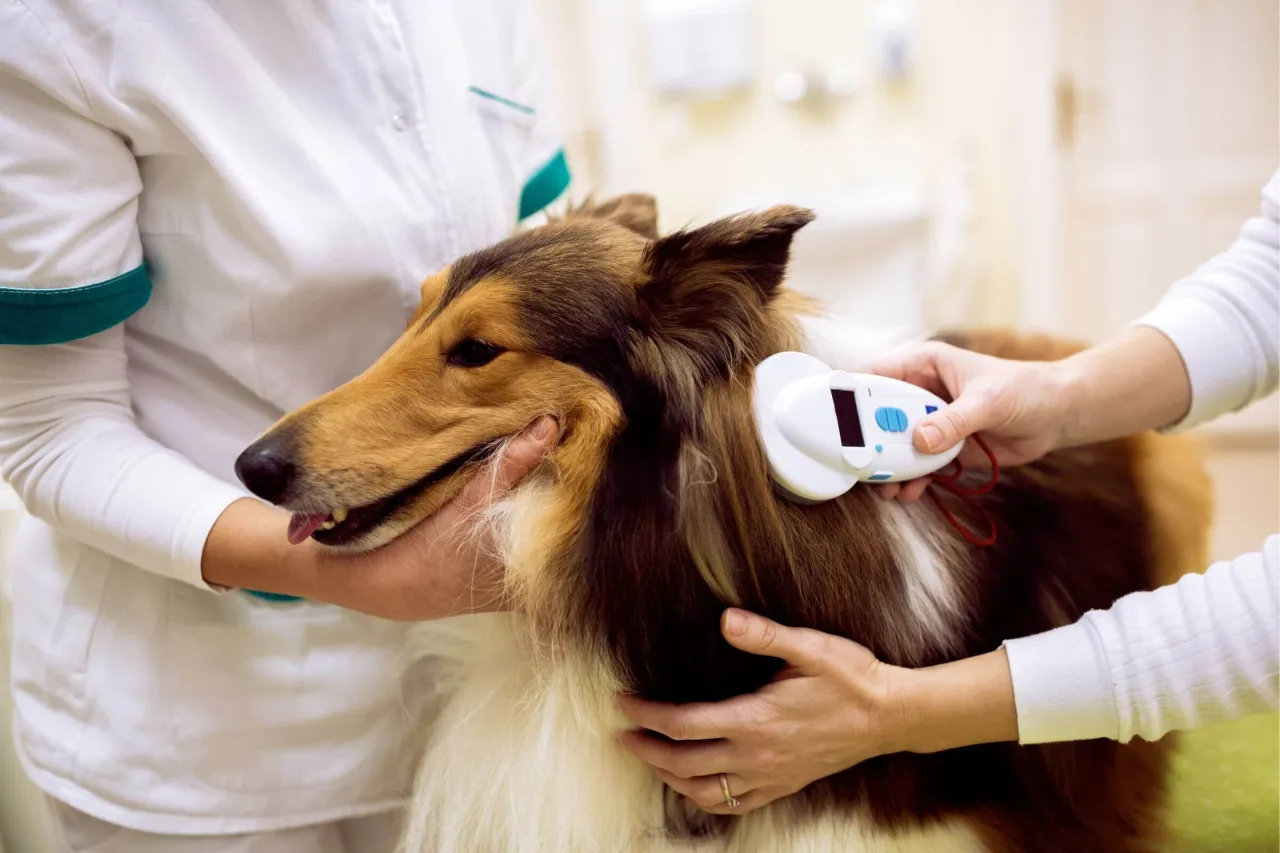 Sprowadzenie psa z zagranicy krok po kroku