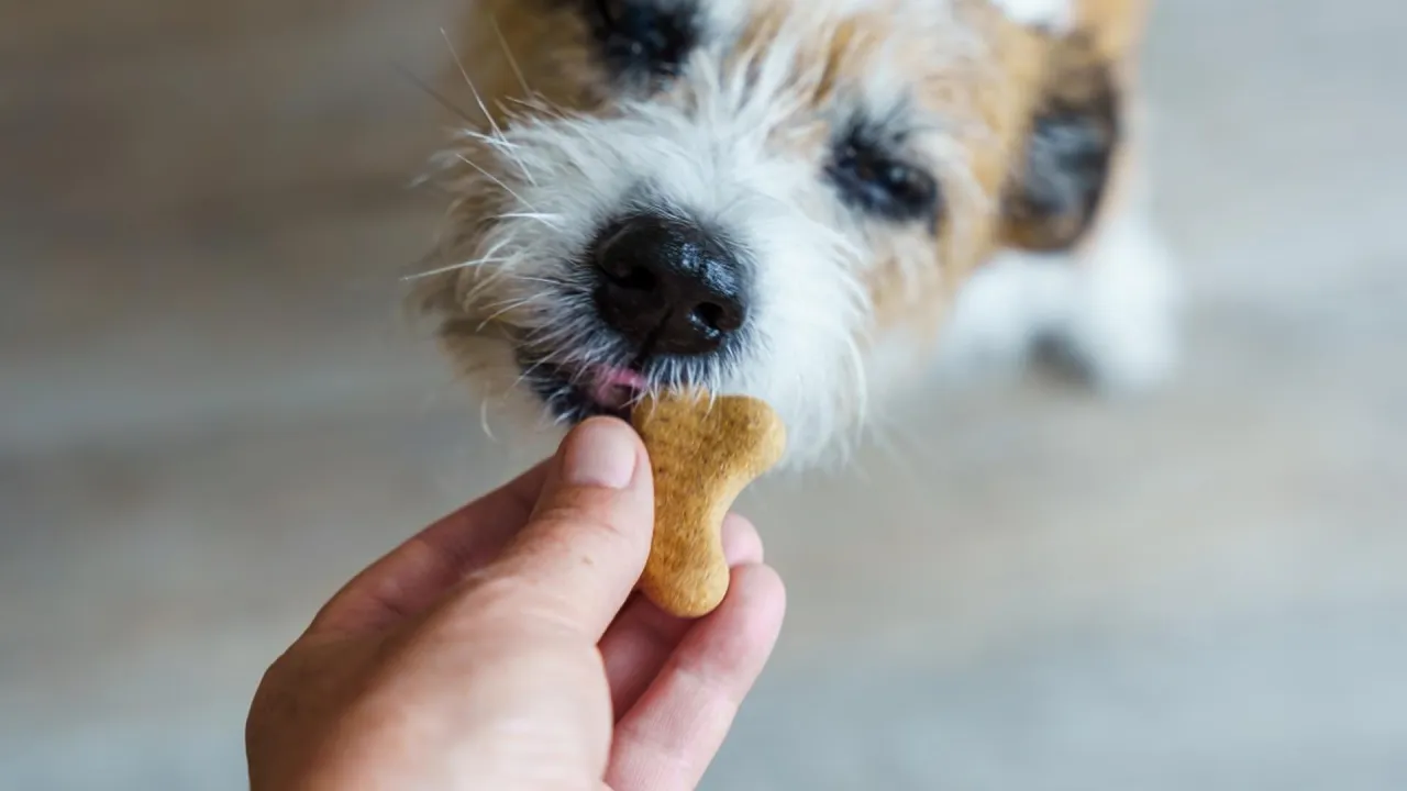 ostrzeżenie o ksylitolu dla psa na opakowaniu produktu