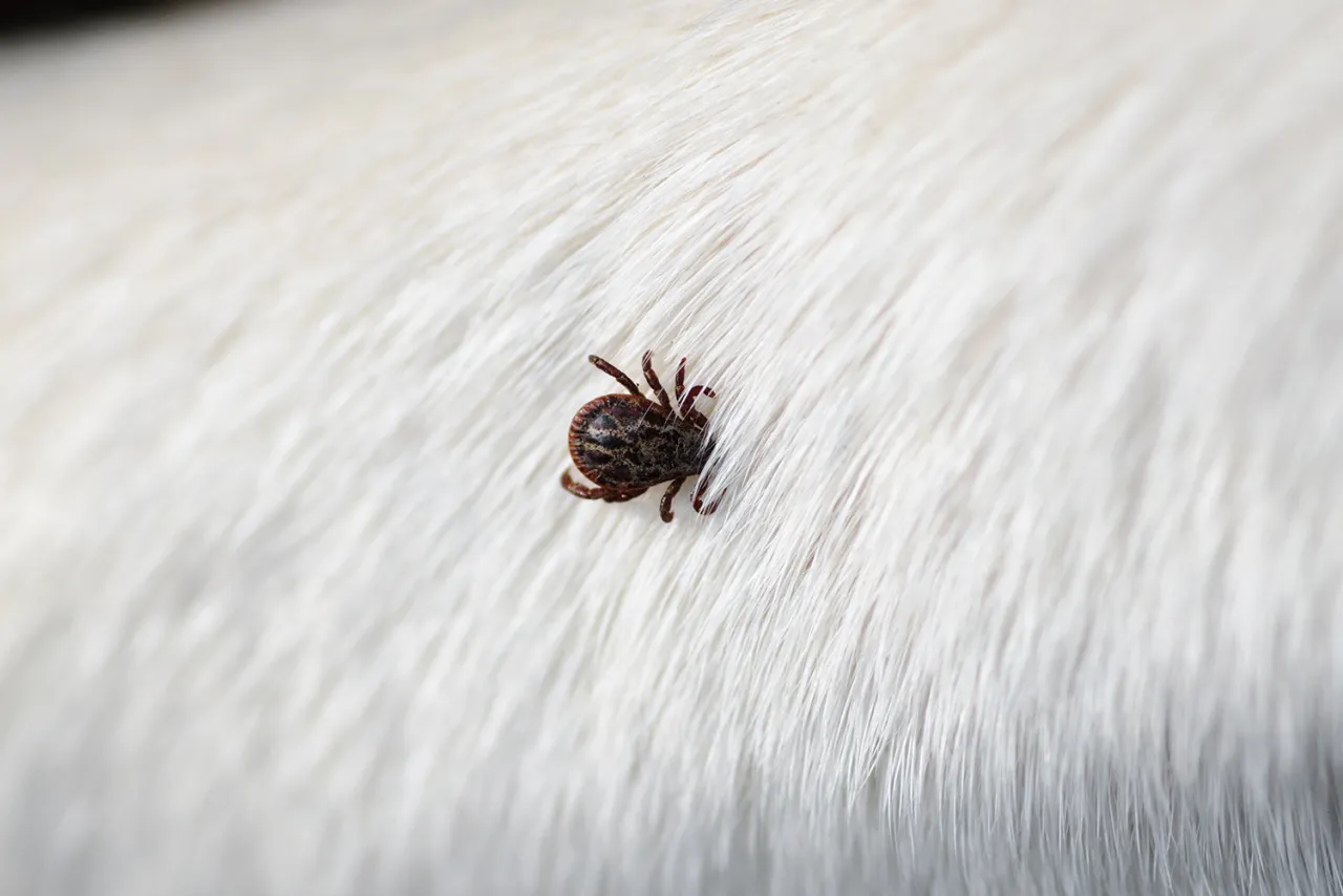 Kot wylegujący się na słońcu, z kleszczem na sierści