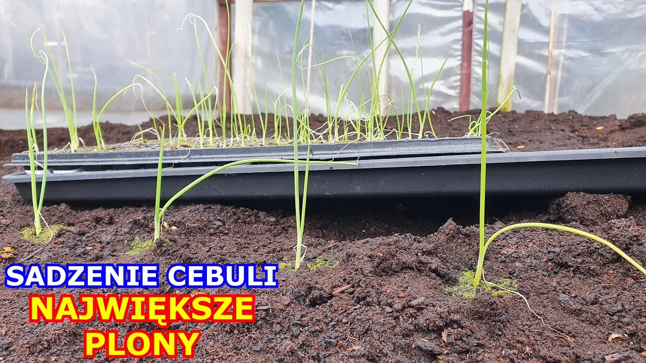 sadzenie rozsady cebuli Exhibition