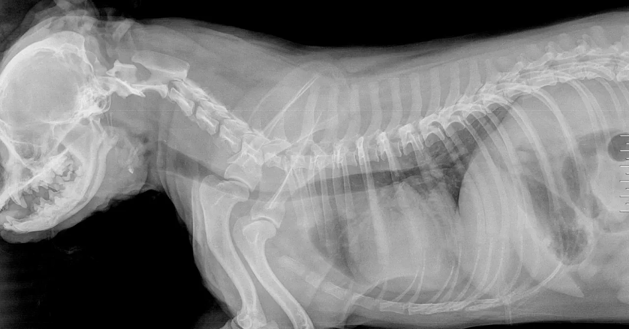 leczenie zapadającej się tchawicy u psa