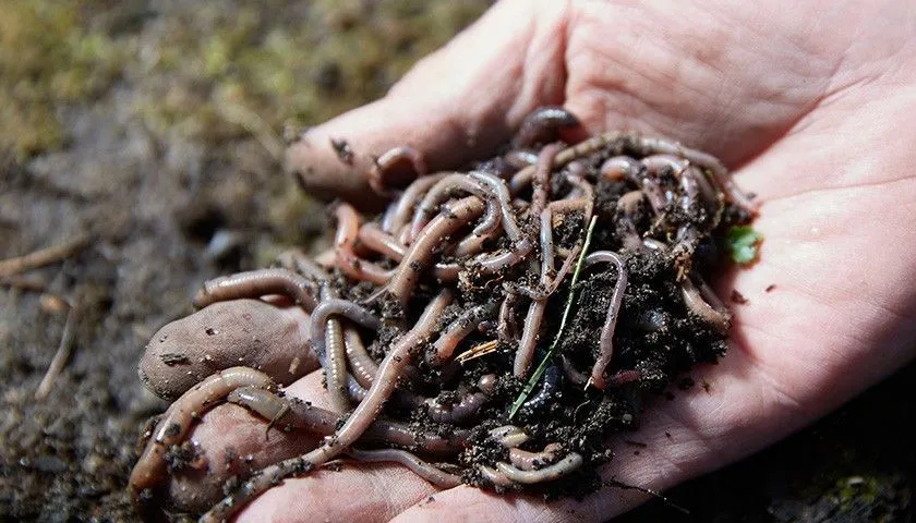 składniki zanęty na leszcza