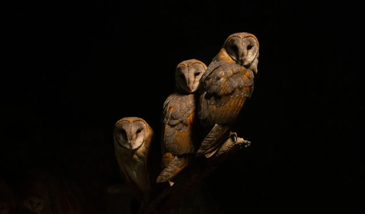 sowa symbolika w r&oacute;żnych kulturach grafika