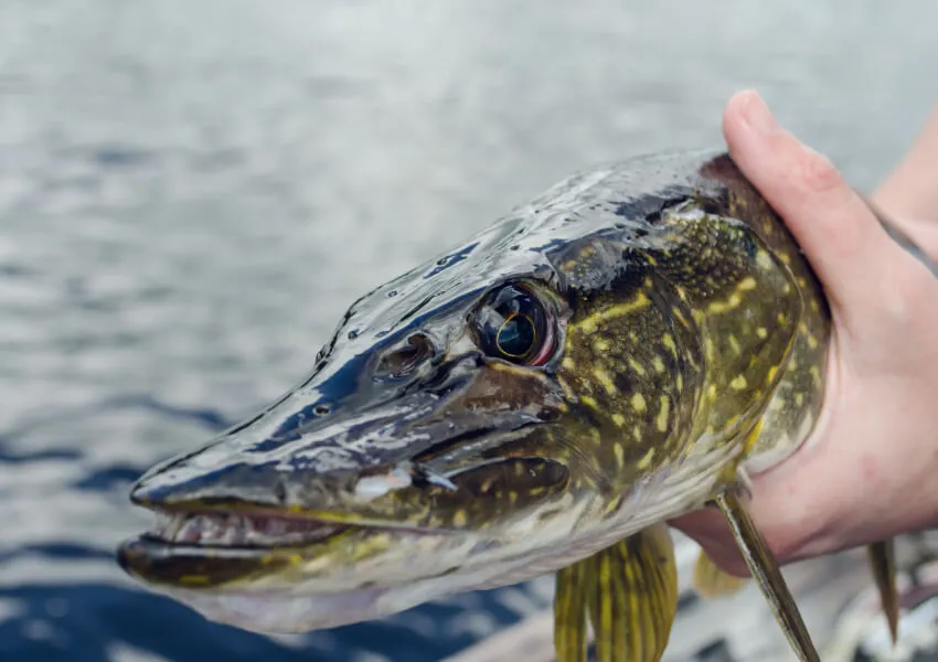 Gatunki ryb Wielkopolska karp szczupak