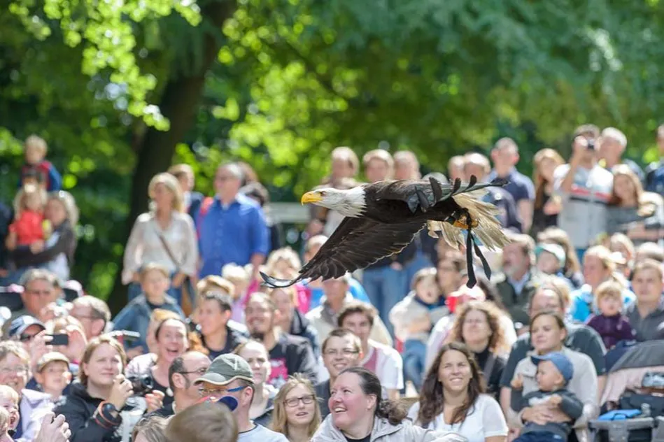 Greifvogelschau Wildpark Schwarze Berge