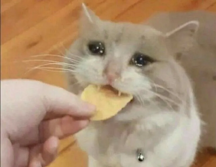 kot z zaciekawieniem patrzący na miskę z chipsami