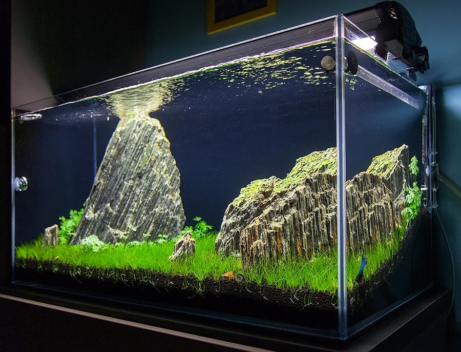 Akwarium nano obsada krewetki bojownik
