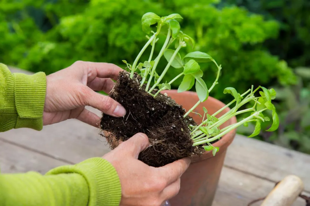 Sadzenie bazylii w doniczce. Jak dbać o świeże zioła? Delikatne korzenie potrzebują odpowiedniej gleby i miejsca.