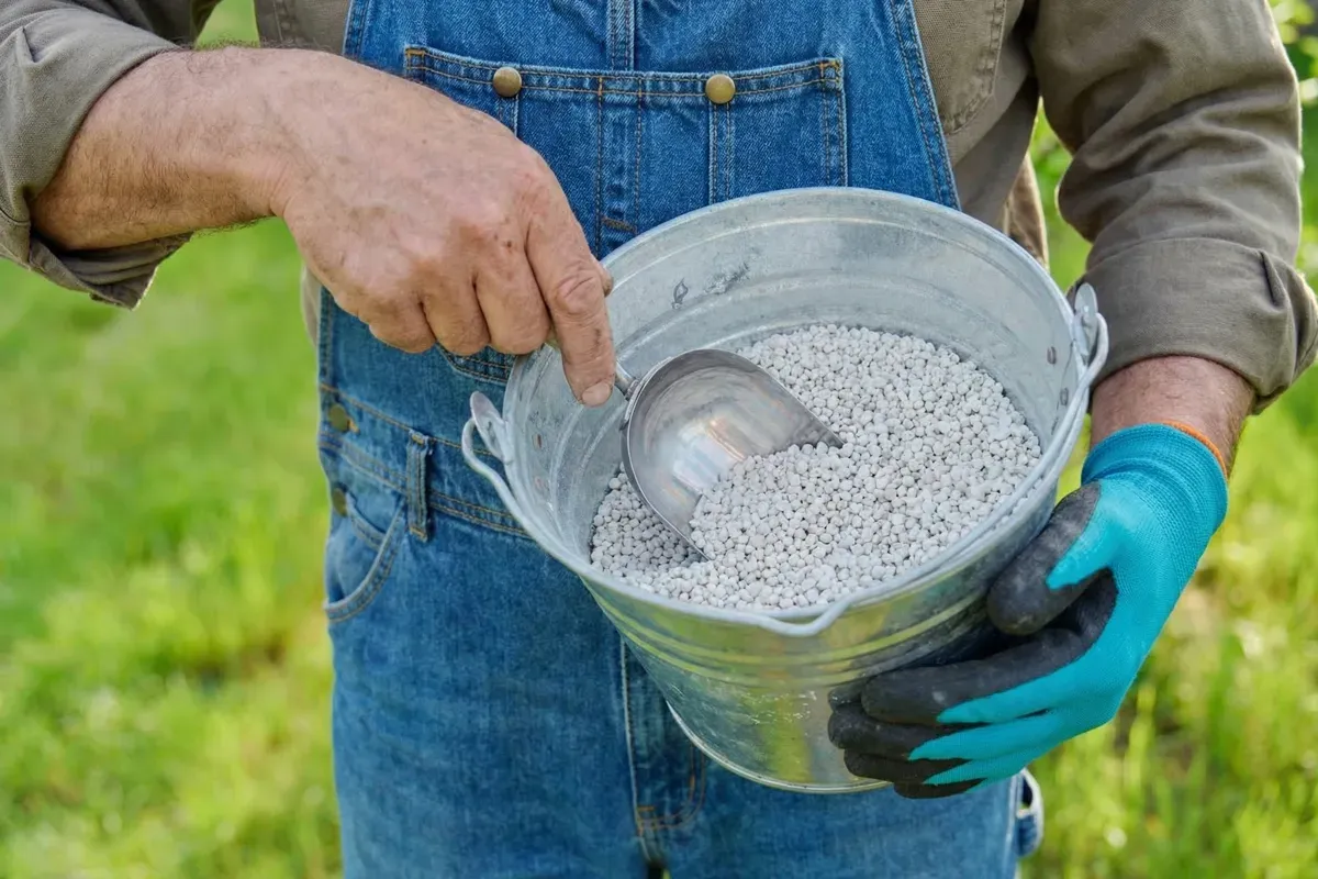 Ogrodnik nabiera łopatką naw&oacute;z z wiadra. To jeden ze sposob&oacute;w, jak obniżyć pH trawnika, by był zdrowszy.
