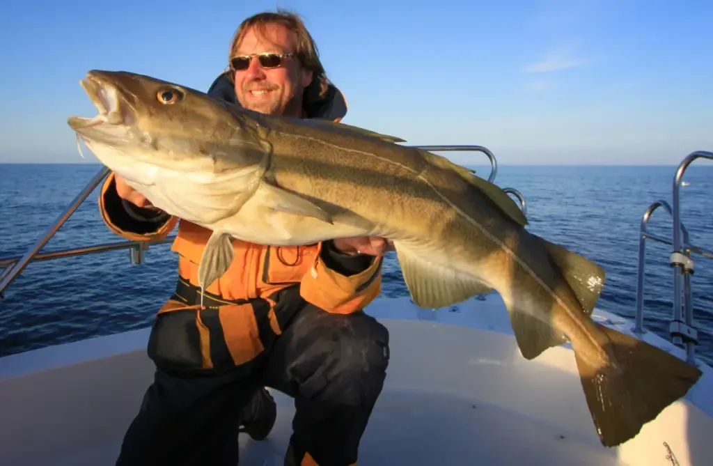 wędkarstwo morskie dorsz zasady infografika