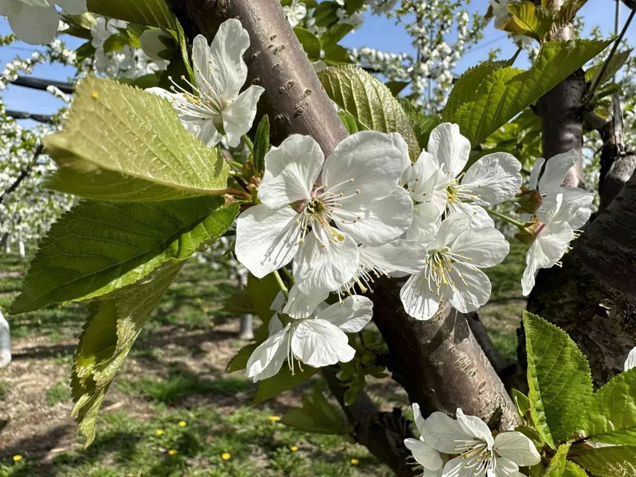 Kwiaty czereśni zapowiadają wczesne odmiany czereśni. Białe płatki na tle zielonych liści i pnia drzewa.
