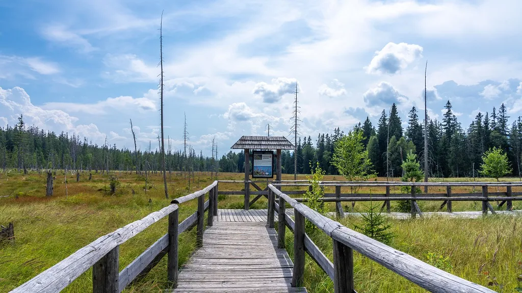 Torfowisko pod Zieleńcem ścieżka dydaktyczna