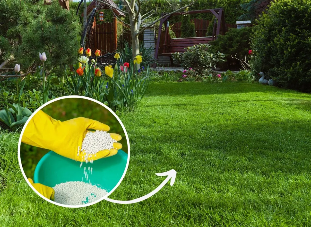 kiedy wapnować trawnik kalendarz