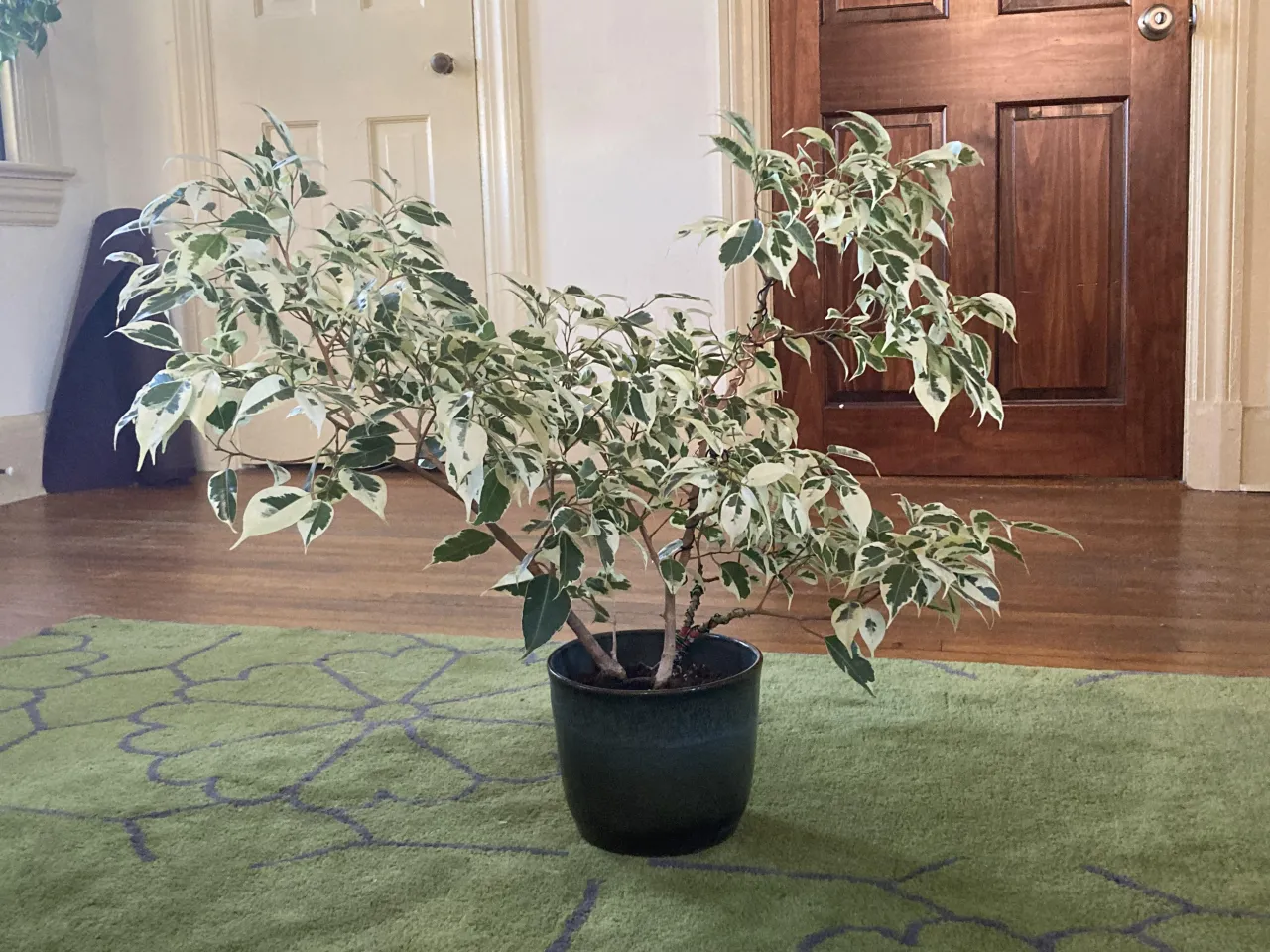 przycinanie fikusa benjamina schemat