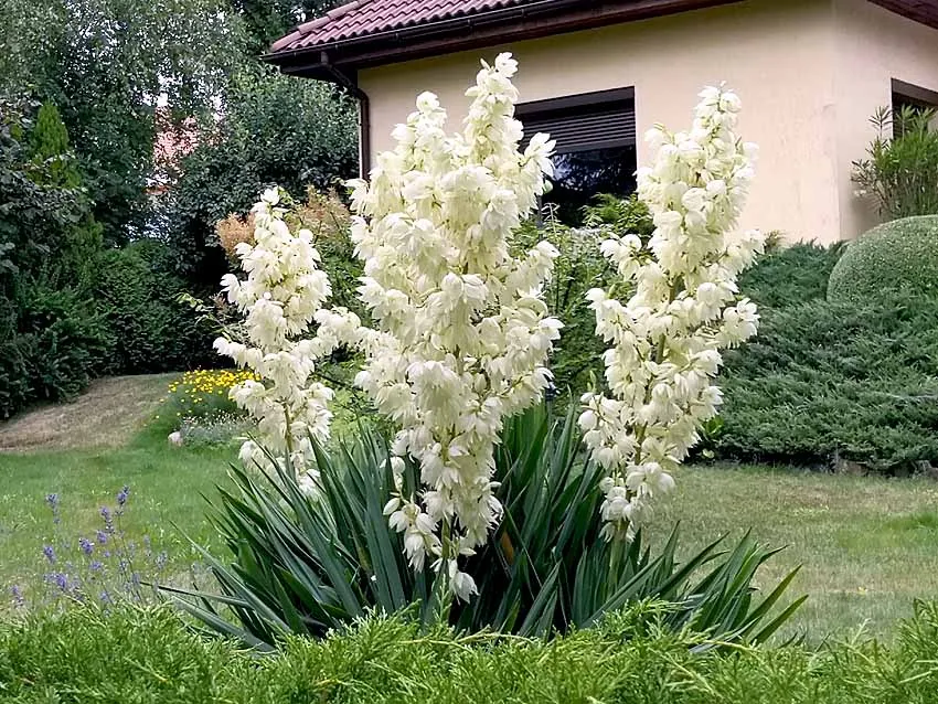 juka ogrodowa w ogrodzie kwitnąca