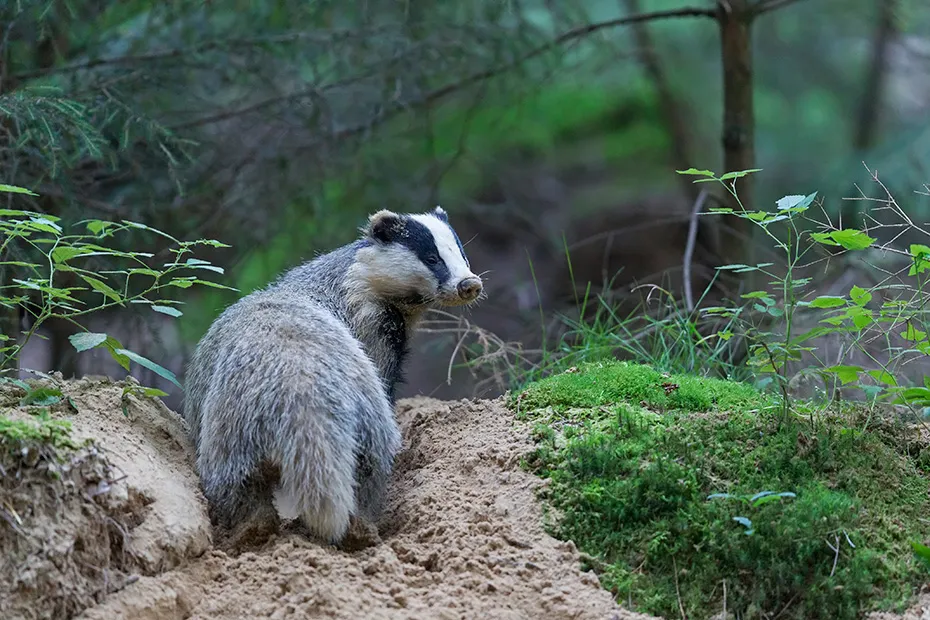 borsuk europejski w naturalnym środowisku