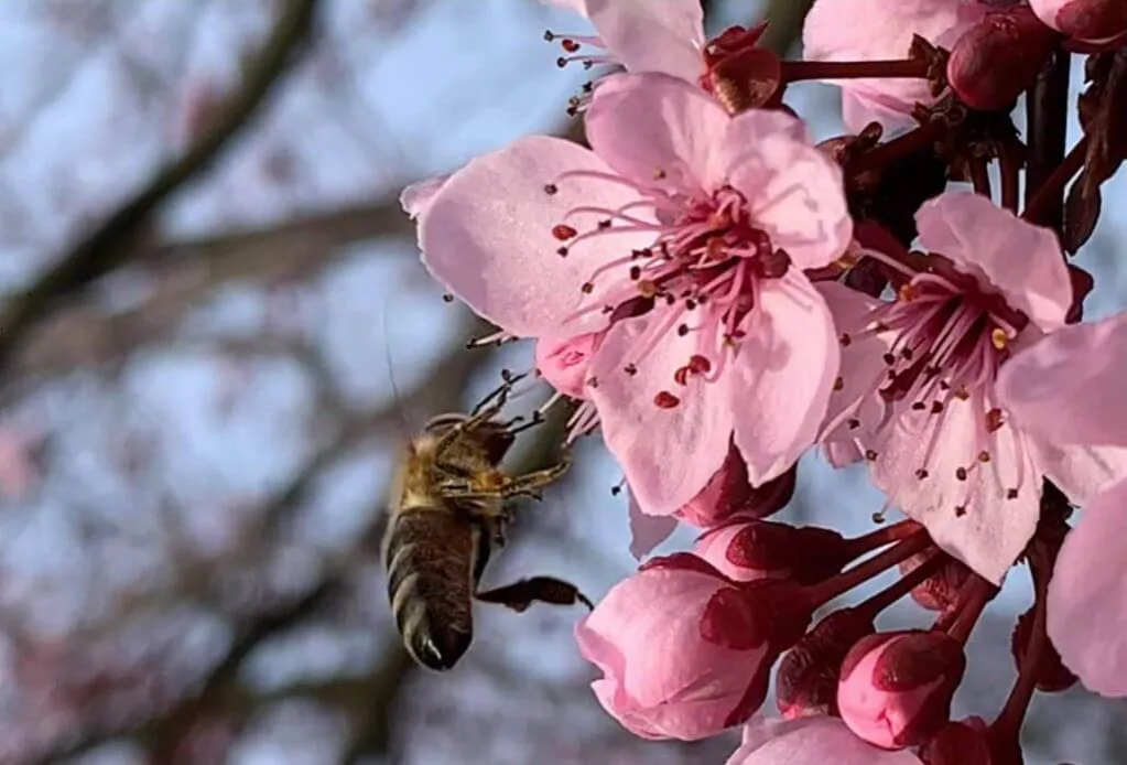 pszczoły dzikie i hodowlane konkurencja