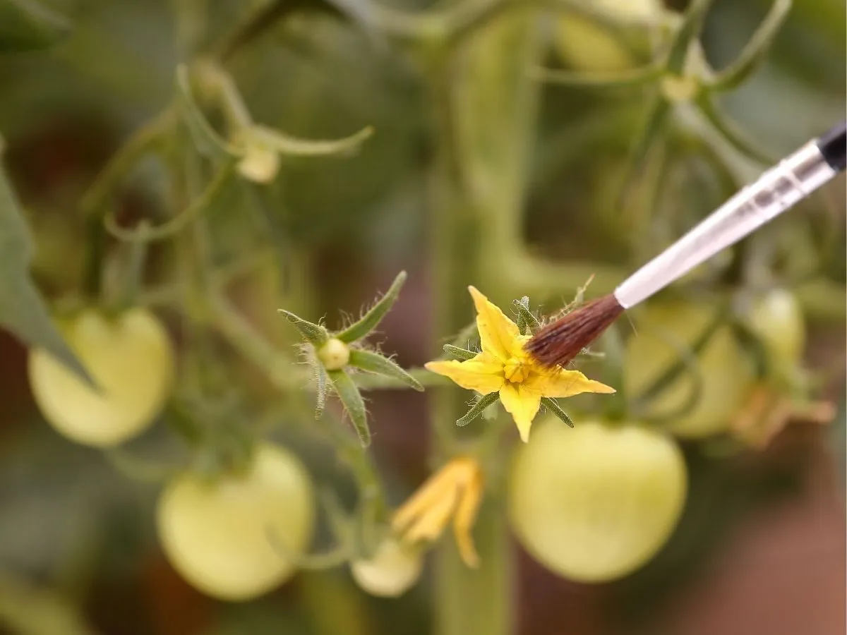 Pędzelek delikatnie dotyka ż&oacute;łtego kwiatu pomidora, wspierając zapylanie pomidor&oacute;w. W tle widać zielone zawiązki owoc&oacute;w.