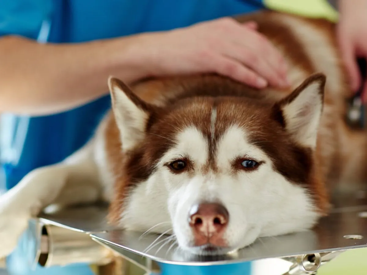 Pies po operacji kastracji wnętra, schemat nowotworu jądra