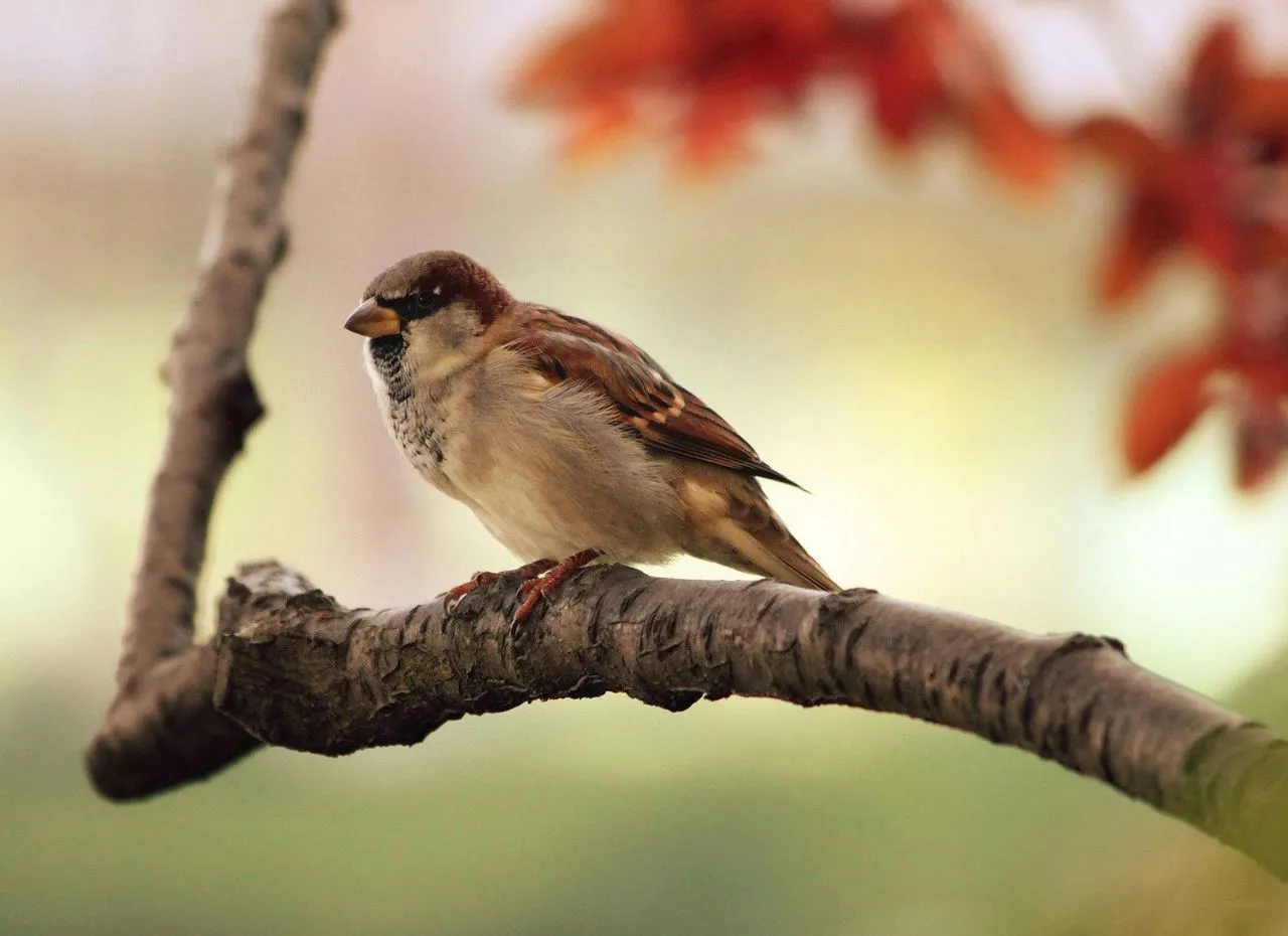 Wróble na gałęzi wiosną