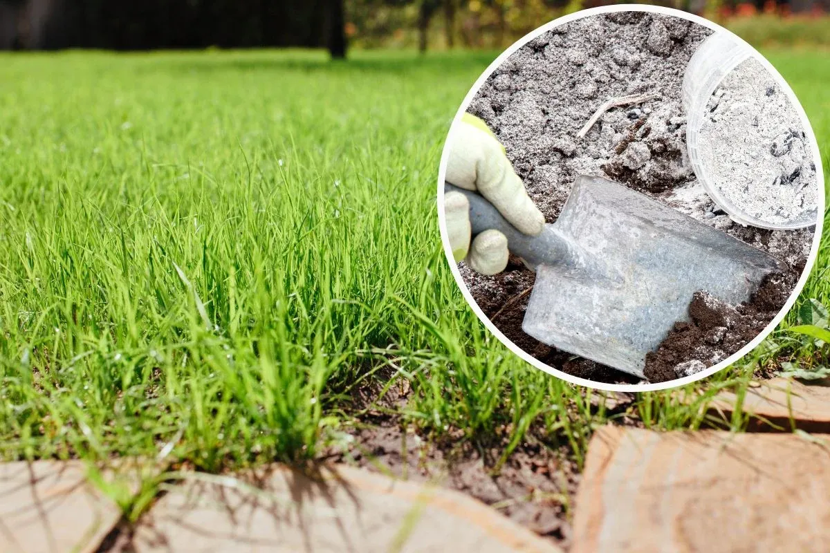 Rozsypywanie popiołu na trawniku