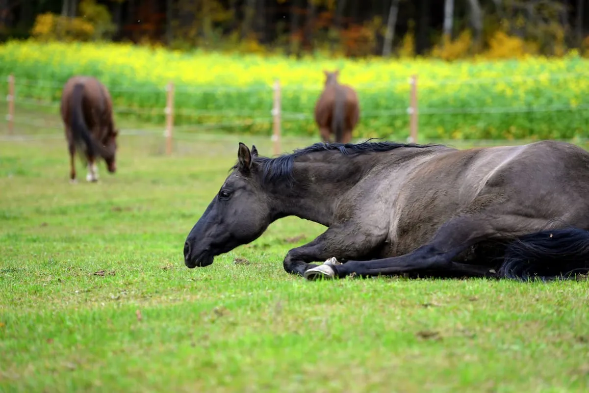 objawy kolki u konia
