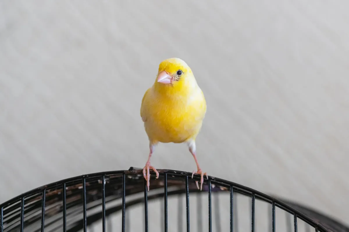 kanarek senior objawy starości