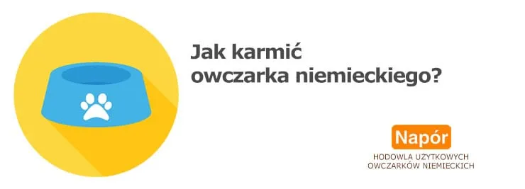 Zdjęcie Jak karmić szczeniaka owczarka niemieckiego, by uniknąć problemów zdrowotnych