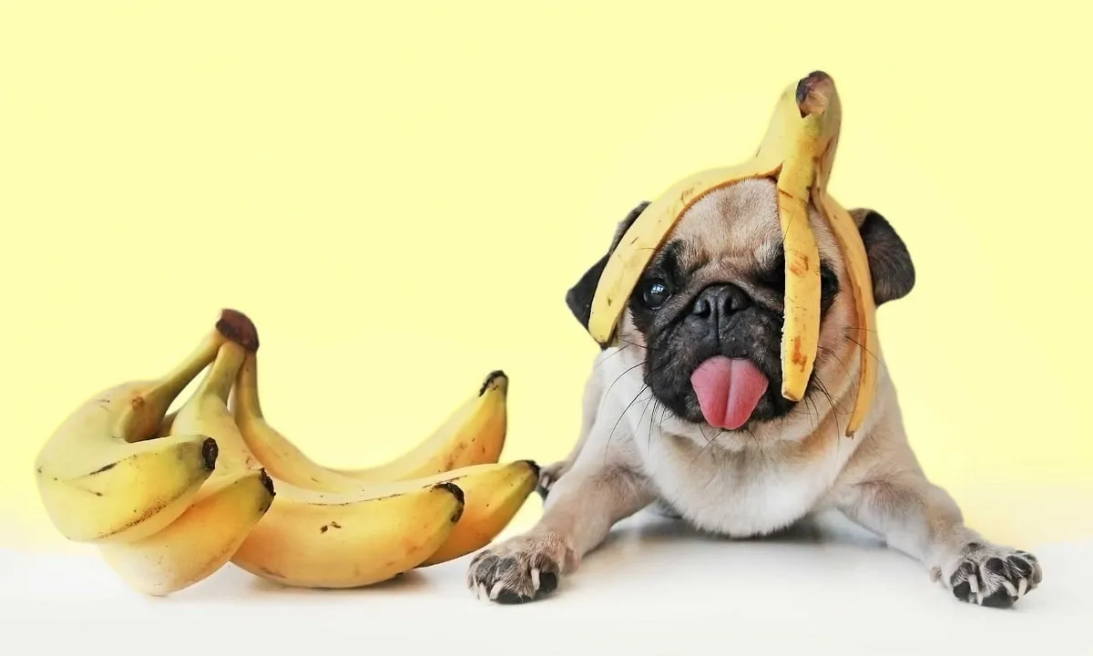 Zdjęcie ¿Es bueno el plátano para los perros? Beneficios y riesgos a considerar