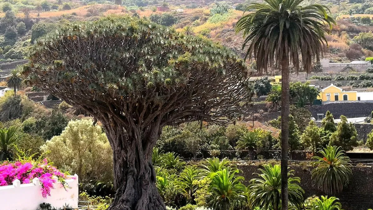 Zdjęcie Isla Baja Tenerife: Los secretos que no te puedes perder en tu visita