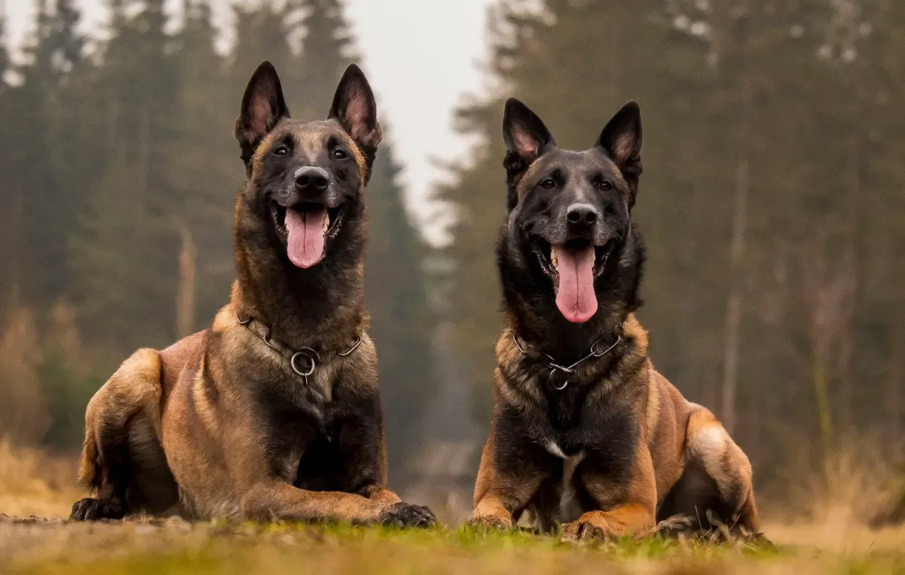 Zdjęcie Profesjonalna hodowla malinois: jak wybrać najlepszą dla Twojego psa
