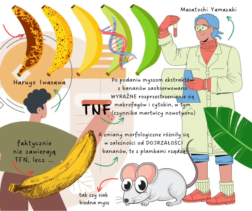 Zdjęcie Czy banany obniżają cholesterol? Oto zaskakujące fakty i badania