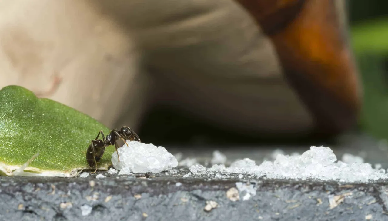 Zdjęcie Skuteczne sposoby na pozbycie się mrówek z elewacji bez trwogi
