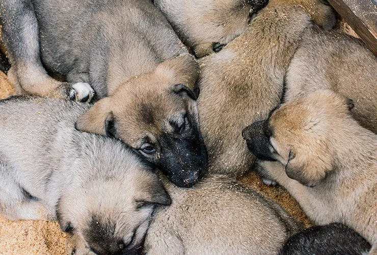 Zdjęcie Cuál es el perro más fuerte del mundo y sus sorprendentes características