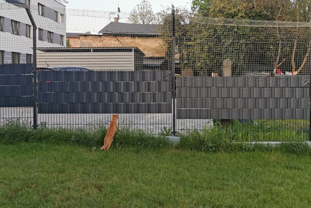 Zdjęcie Skuteczne sposoby na zabezpieczenie płotu przed kotem i uniknięcie ucieczek