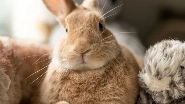 Zdjęcie Gdzie kupić królika? Sprawdź najlepsze oferty i ceny w Polsce