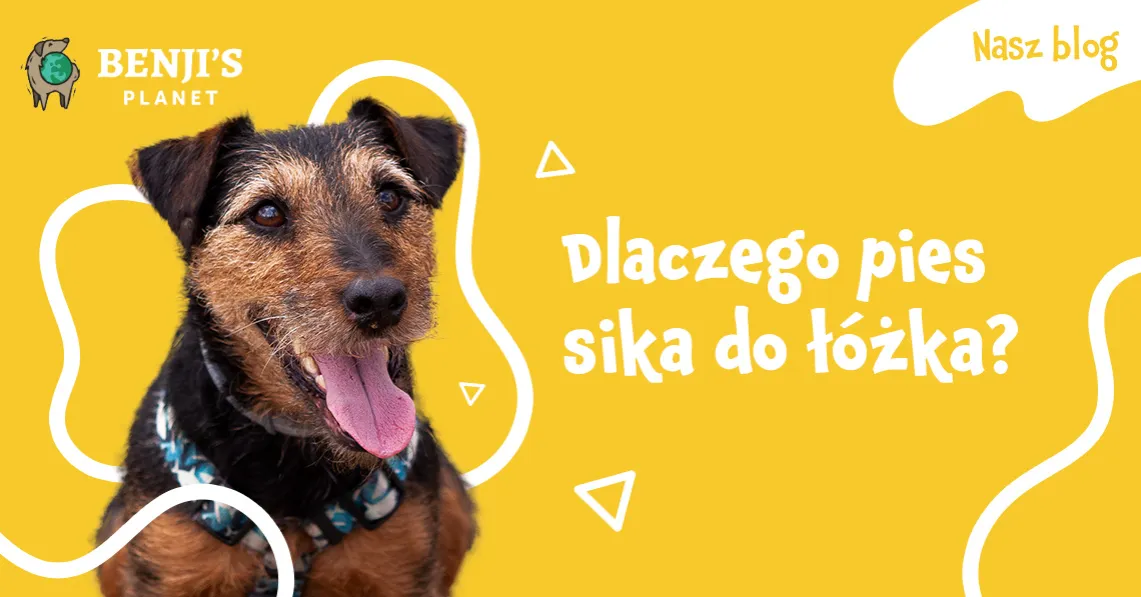 Zdjęcie Skuteczne sposoby na oduczenie psa sikania na łóżko: 8 sprawdzonych metod