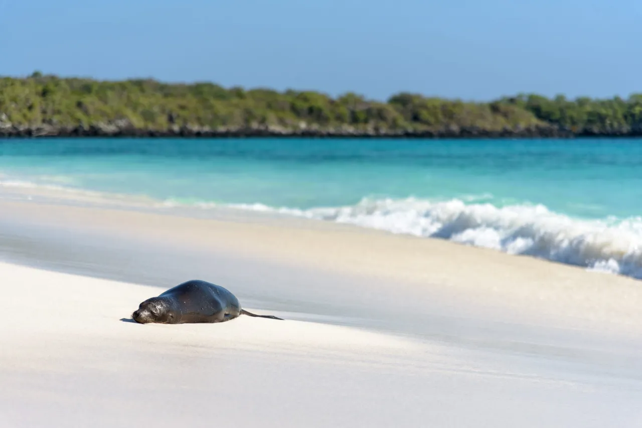 Zdjęcie Do kogo należą wyspy Galapagos? Odkryj ich fascynującą historię