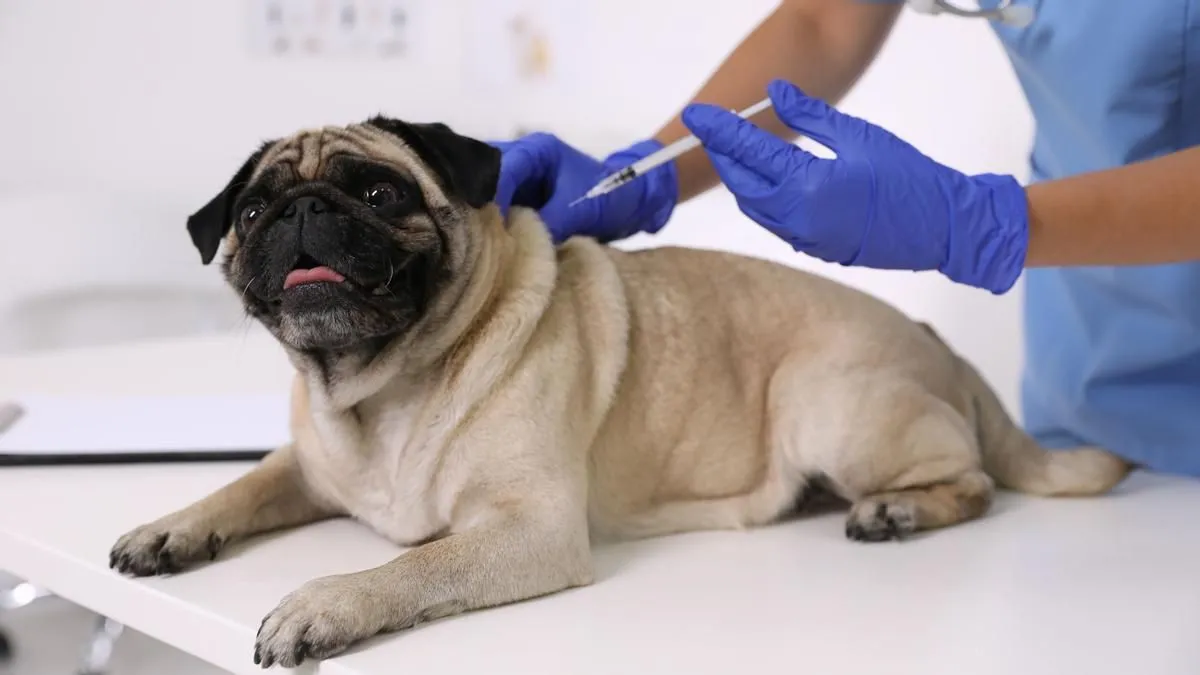 Zdjęcie Veterinario gratis: opciones para cuidar de tu mascota sin costo