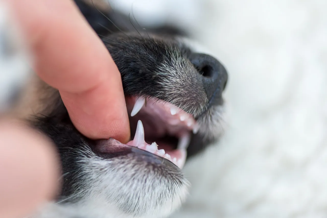 Zdjęcie Kiedy szczeniakowi wypadają kły? Ważne informacje o teethingu