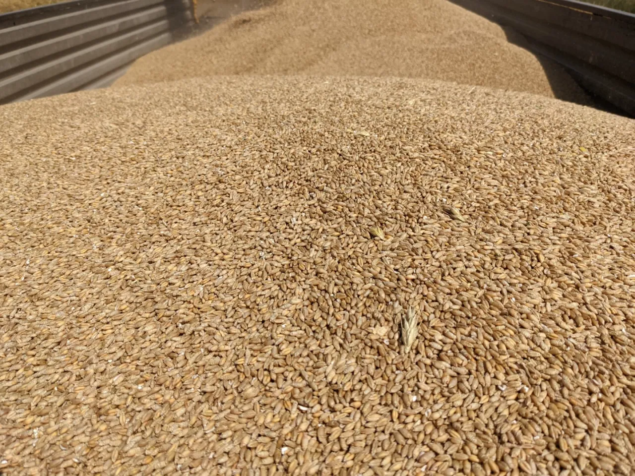 Zdjęcie Jak za zboże – co naprawdę oznacza i kiedy płacimy za dużo?