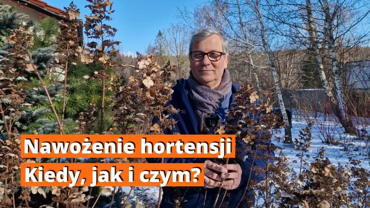 Zdjęcie Jaki nawóz do hortensji? Odkryj najlepsze rozwiązania dla pięknych kwiatów