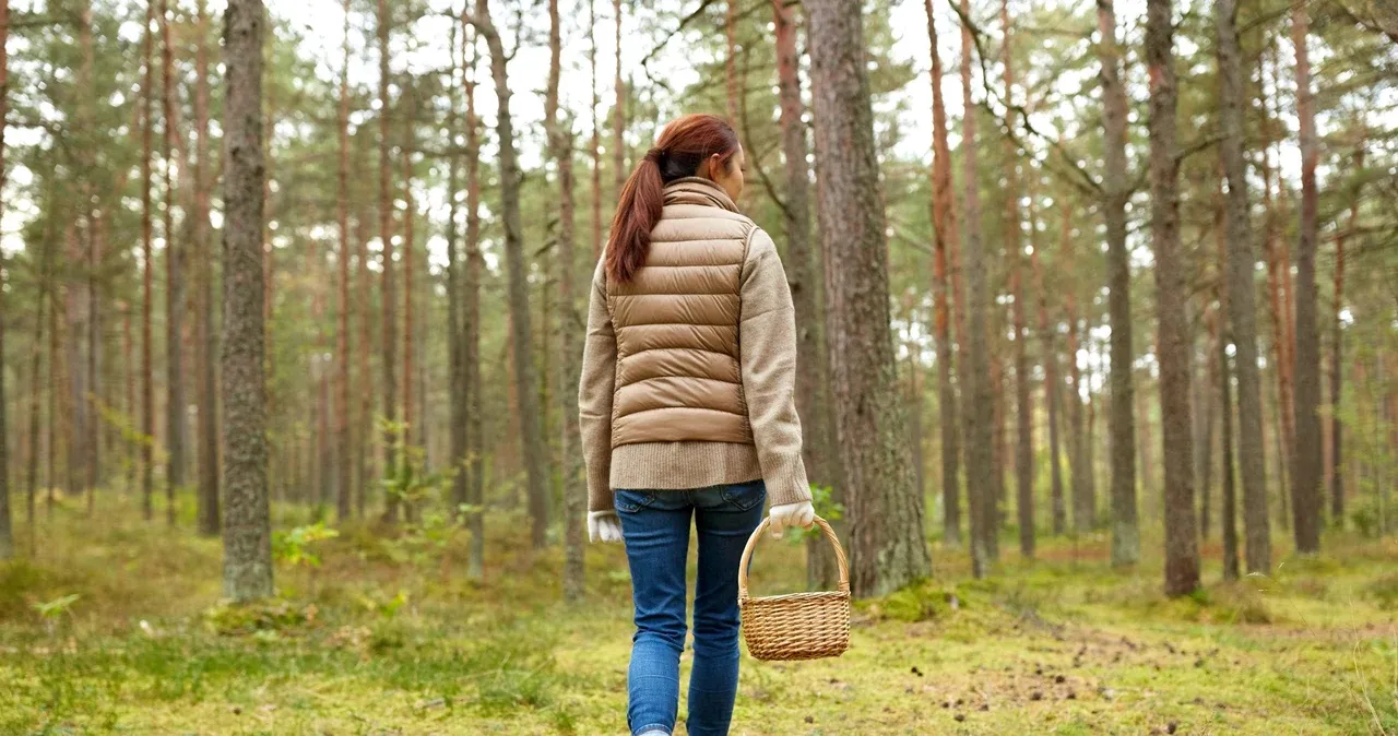 Zdjęcie Jakie jadalne grzyby rosną w lesie? Odkryj najcenniejsze gatunki