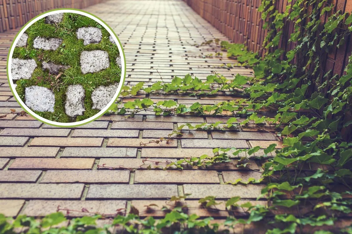Zdjęcie Skuteczne metody na to, jak pozbyć się chwastów z kostki brukowej